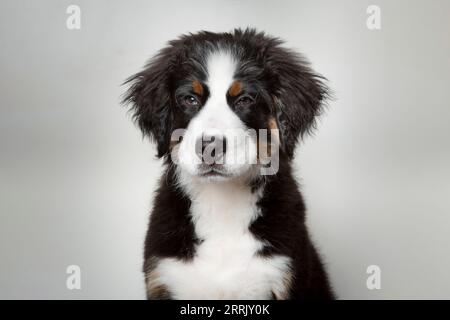 Chiot laitier de montagne bernois dans le studio photo Banque D'Images