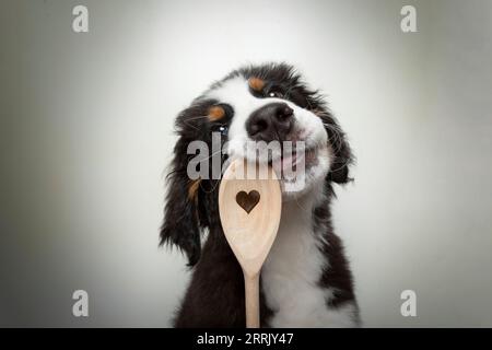 Chiot laitier de montagne bernois dans le studio photo Banque D'Images