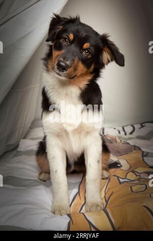 Chiot Berger australien dans un studio photo Banque D'Images