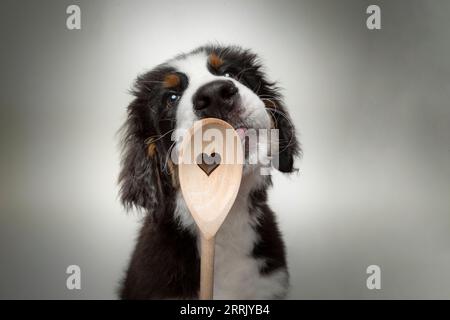 Chiot laitier de montagne bernois dans le studio photo Banque D'Images
