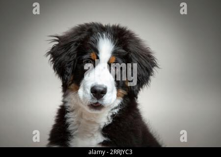 Chiot laitier de montagne bernois dans le studio photo Banque D'Images