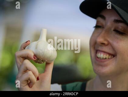 220814 -- RICHMOND, le 14 août 2022 -- Un visiteur regarde un bulbe d'ail lors du 12e Festival annuel de l'ail Richmond à Richmond, Colombie-Britannique, Canada, le 14 août 2022. Photo de /Xinhua CANADA-RICHMOND-AGRIL FESTIVAL LiangxSen PUBLICATIONxNOTxINxCHN Banque D'Images