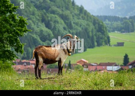 Chèvre Billy avec cloche se dresse sur une colline à Illertal, Sonthofen, Allemagne Banque D'Images