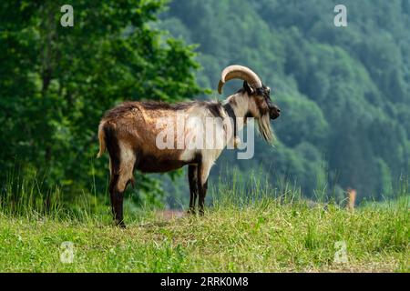 Chèvre Billy avec cloche se dresse sur une colline à Illertal, Sonthofen, Allemagne Banque D'Images