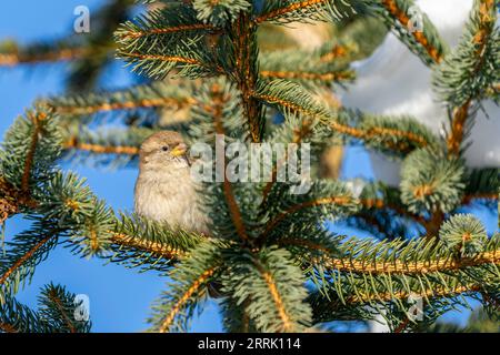 Moineau de maison assis sur la branche de sapin Banque D'Images