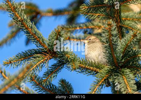 Moineau de maison assis sur la branche de sapin Banque D'Images