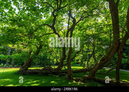 Innsbruck, Trompetenbaum (Catalpa bignonioides, catalpa du sud, cigartree, arbre de haricots indiens) dans le parc Hofgarten dans la région d'Innsbruck, Tyrol, Autriche Banque D'Images