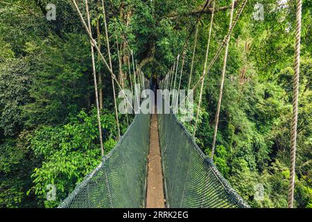 Canopy Walkway au parc national de Kinabalu, Taman Negara Kinabalu, à Sabah, Malaisie Banque D'Images