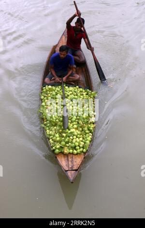 220817 -- JHALOKATI, le 17 août 2022 -- Un agriculteur rame un bateau chargé de goyaves vers un marché flottant à Jhalokati, au Bangladesh, le 14 août 2022. Un marché de gros flottant à Jhalokati regorge maintenant d’acheteurs et de vendeurs alors que la récolte de fruits de goyave, une spécialité de la région, bat son plein dans les vergers près des lacs et des canaux. BANGLADESH-JHALOKATI-GUAVA-MARKET Salim PUBLICATIONxNOTxINxCHN Banque D'Images