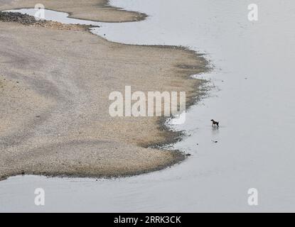 220818 -- BERLIN, le 18 août 2022 -- Un chien se tient debout sur le Rhin à Dusseldorf, Allemagne, le 17 août 2022. Le niveau de l'eau du Rhin a baissé en raison de la température élevée et de la sécheresse. ALLEMAGNE-RHIN-NIVEAU D'EAU RenxPengfei PUBLICATIONxNOTxINxCHN Banque D'Images