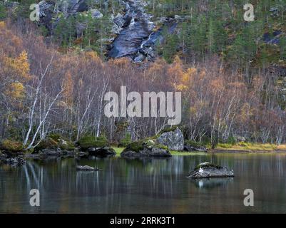 Arbres au bord du lac, automne dans le parc national de Rago, Norvège Banque D'Images