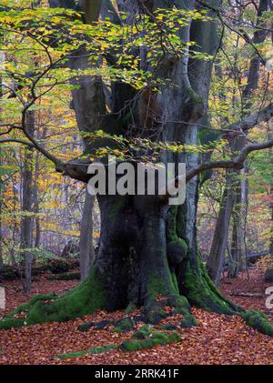 Hêtre en automne, forêt primitive Sababurg, Reinhardswald Banque D'Images