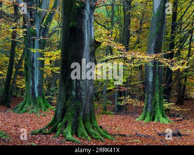Hêtres en automne, forêt primitive Sababurg, Reinhardswald Banque D'Images