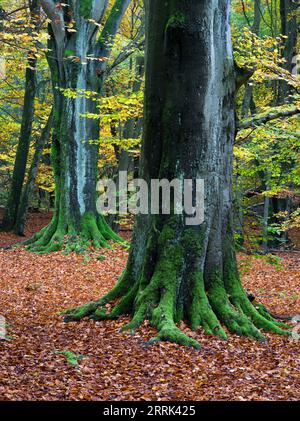 Hêtres en automne, forêt primitive Sababurg, Reinhardswald Banque D'Images