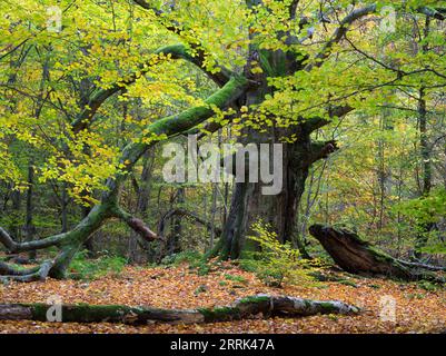 Hute arbre en automne, forêt primitive Sababurg, Reinhardswald Banque D'Images