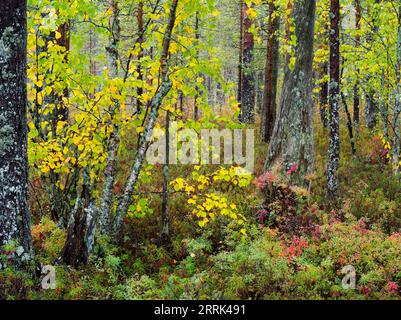 Automne dans le parc national de Patvinsuo, Finlande Banque D'Images