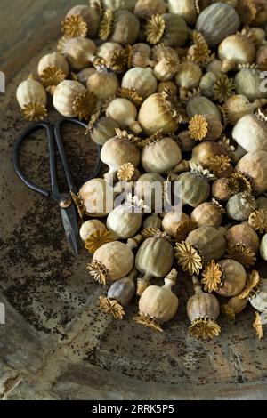 gousses de pavot mûres et graines dans un vieux bol en bois, gros plan avec des ciseaux à fleurs nostalgiques Banque D'Images