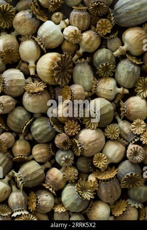 Capsules de pavot séchées, gros plan de capsules de fruits, vue de dessus Banque D'Images