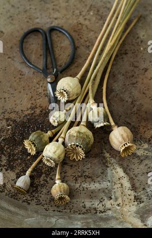 gousses de pavot mûres et graines dans un vieux bol en bois, gros plan avec des ciseaux à fleurs nostalgiques Banque D'Images