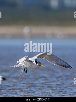 Sterne rapide (Thalasseus bergii), plumage non reproductif, zones humides de Bot River, Overberg, Afrique du Sud. Banque D'Images