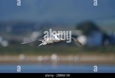 Sterne rapide (Thalasseus bergii), plumage non reproductif, zones humides de Bot River, Overberg, Afrique du Sud. Banque D'Images