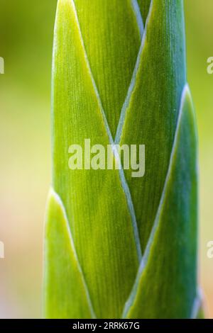 Gladiolus, bourgeon floral, fleur fermée, gros plan Banque D'Images