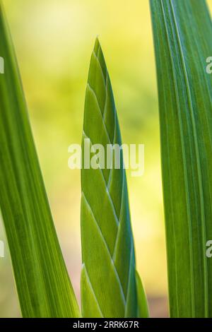 Gladiolus, bourgeon floral, fleur fermée, gros plan Banque D'Images