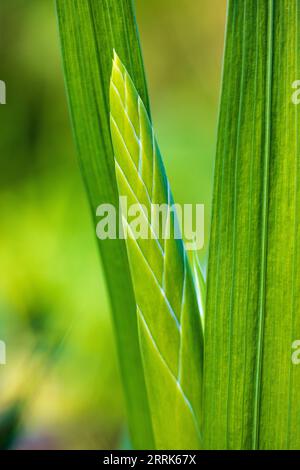 Gladiolus, bourgeon floral, fleur fermée, gros plan Banque D'Images