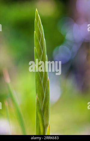 Gladiolus, bourgeon floral, fleur fermée, gros plan Banque D'Images