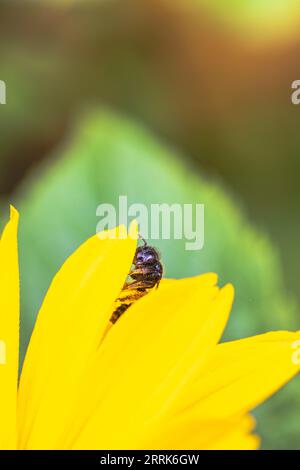 Fleur d'artichaut de Jérusalem avec abeille collectant le nectar Banque D'Images