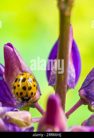 Coccinelle vingt-deux points sur fleur de lupin, gros plan Banque D'Images