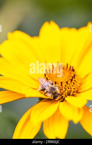 Fleur d'artichaut de Jérusalem avec abeille collectant le nectar Banque D'Images