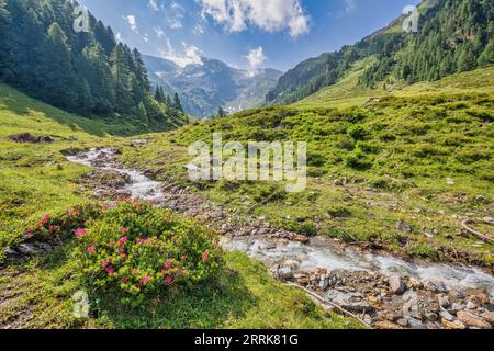 Autriche, Tyrol, Innsbruck, paysage alpin idyllique dans la vallée de Schmirn avec le ruisseau Kasern et les pâturages de haute altitude Banque D'Images