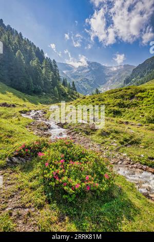 Autriche, Tyrol, Innsbruck, paysage alpin idyllique dans la vallée de Schmirn avec le ruisseau Kasern et les pâturages de haute altitude Banque D'Images