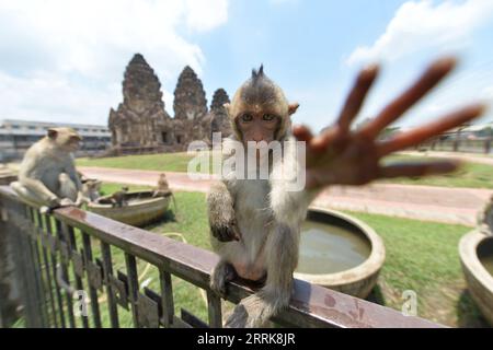 220824 -- LOPBURI, le 24 août 2022 -- des singes sont vus à Lopburi, Thaïlande, le 24 août 2022. La province de Lopburi en Thaïlande est célèbre pour une grande quantité de singes qui attirent de nombreux touristes chaque année. THAÏLANDE-LOPBURI-SINGES RachenxSageamsak PUBLICATIONxNOTxINxCHN Banque D'Images