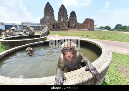 220824 -- LOPBURI, le 24 août 2022 -- des singes sont vus à Lopburi, Thaïlande, le 24 août 2022. La province de Lopburi en Thaïlande est célèbre pour une grande quantité de singes qui attirent de nombreux touristes chaque année. THAÏLANDE-LOPBURI-SINGES RachenxSageamsak PUBLICATIONxNOTxINxCHN Banque D'Images