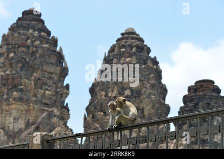 220824 -- LOPBURI, le 24 août 2022 -- des singes sont vus à Lopburi, Thaïlande, le 24 août 2022. La province de Lopburi en Thaïlande est célèbre pour une grande quantité de singes qui attirent de nombreux touristes chaque année. THAÏLANDE-LOPBURI-SINGES RachenxSageamsak PUBLICATIONxNOTxINxCHN Banque D'Images