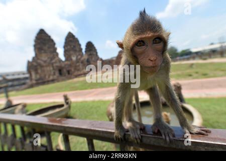 220824 -- LOPBURI, 24 août 2022 -- Un singe est vu à Lopburi, Thaïlande, le 24 août 2022. La province de Lopburi en Thaïlande est célèbre pour une grande quantité de singes qui attirent de nombreux touristes chaque année. THAÏLANDE-LOPBURI-SINGES RachenxSageamsak PUBLICATIONxNOTxINxCHN Banque D'Images