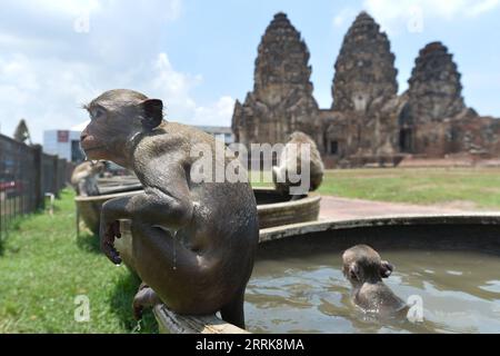 220824 -- LOPBURI, le 24 août 2022 -- des singes sont vus à Lopburi, Thaïlande, le 24 août 2022. La province de Lopburi en Thaïlande est célèbre pour une grande quantité de singes qui attirent de nombreux touristes chaque année. THAÏLANDE-LOPBURI-SINGES RachenxSageamsak PUBLICATIONxNOTxINxCHN Banque D'Images