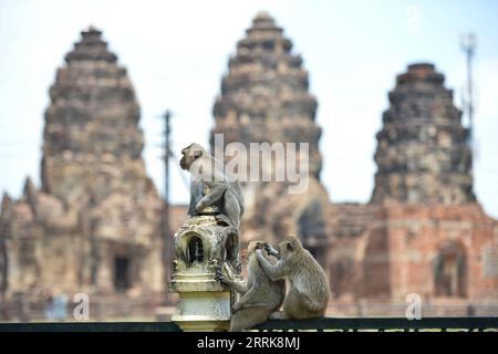 220824 -- LOPBURI, le 24 août 2022 -- des singes sont vus à Lopburi, Thaïlande, le 24 août 2022. La province de Lopburi en Thaïlande est célèbre pour une grande quantité de singes qui attirent de nombreux touristes chaque année. THAÏLANDE-LOPBURI-SINGES RachenxSageamsak PUBLICATIONxNOTxINxCHN Banque D'Images