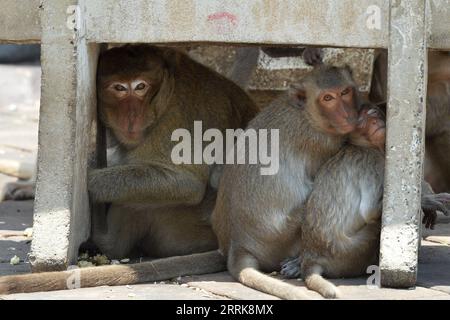 220824 -- LOPBURI, le 24 août 2022 -- des singes sont vus à Lopburi, Thaïlande, le 24 août 2022. La province de Lopburi en Thaïlande est célèbre pour une grande quantité de singes qui attirent de nombreux touristes chaque année. THAÏLANDE-LOPBURI-SINGES RachenxSageamsak PUBLICATIONxNOTxINxCHN Banque D'Images