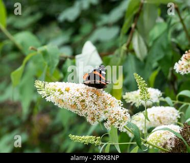 Papillon amiral rouge se nourrissant de fleurs blanches de Buddleja. Banque D'Images