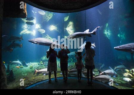 220830 -- GUANGZHOU, 30 août 2022 -- les visiteurs voient la vie marine à Chimelong Ocean Kingdom dans la soirée à Zhuhai, dans la province du Guangdong du sud de la Chine, le 27 août 2022. Chimelong Ocean Kingdom à Zhuhai dans la province du Guangdong du sud de la Chine a lancé le service de camping de nuit dans son hall de requin baleine. Les visiteurs pouvaient passer la nuit dans des tentes ici et observer les créatures géantes de près. Grâce aux instructions données par les membres du personnel, les gens peuvent également apprendre plus de connaissances sur le requin baleine, qui est la plus grande espèce de poisson au monde. CHINE-ZHUHAI-OCEAN PARK-NIGHT CAMPING CN LIUXDAWEI PUBLICATIONXNO Banque D'Images