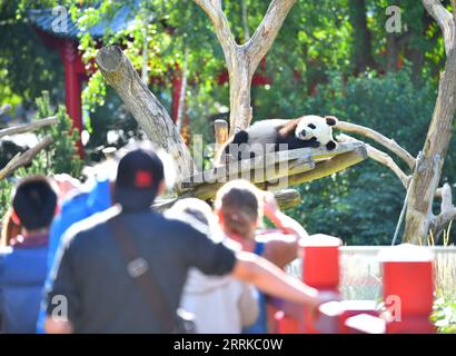 220901 -- BERLIN, 1 septembre 2022 -- les visiteurs observent le panda géant Meng Xiang au zoo de Berlin, capitale de l'Allemagne, le 31 août 2022. Une paire de pandas géants a fêté mercredi leur troisième anniversaire au zoo de Berlin. Ce sont les premiers ours blancs et noirs nés dans le pays. ALLEMAGNE-BERLIN-GÉANT PANDA JUMEAUX-TROISIÈME ANNIVERSAIRE RENXPENGFEI PUBLICATIONXNOTXINXCHN Banque D'Images