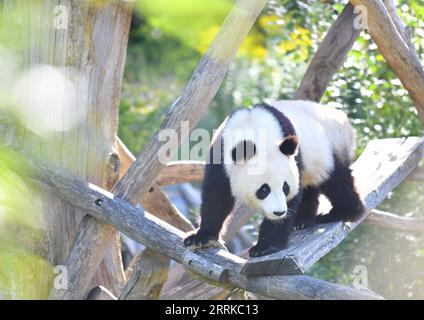 220901 -- BERLIN, 1 septembre 2022 -- le panda géant Meng Xiang est vu au zoo de Berlin à Berlin, capitale de l'Allemagne, le 31 août 2022. Une paire de pandas géants a fêté mercredi leur troisième anniversaire au zoo de Berlin. Ce sont les premiers ours blancs et noirs nés dans le pays. ALLEMAGNE-BERLIN-GÉANT PANDA JUMEAUX-TROISIÈME ANNIVERSAIRE RENXPENGFEI PUBLICATIONXNOTXINXCHN Banque D'Images
