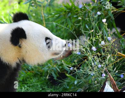 220901 -- BERLIN, 1 septembre 2022 -- le panda géant Meng Xiang est vu au zoo de Berlin à Berlin, capitale de l'Allemagne, le 31 août 2022. Une paire de pandas géants a fêté mercredi leur troisième anniversaire au zoo de Berlin. Ce sont les premiers ours blancs et noirs nés dans le pays. ALLEMAGNE-BERLIN-GÉANT PANDA JUMEAUX-TROISIÈME ANNIVERSAIRE RENXPENGFEI PUBLICATIONXNOTXINXCHN Banque D'Images
