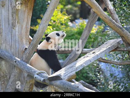 220901 -- BERLIN, 1 septembre 2022 -- le panda géant Meng Yuan est vu au zoo de Berlin à Berlin, capitale de l'Allemagne, le 31 août 2022. Une paire de pandas géants a fêté mercredi leur troisième anniversaire au zoo de Berlin. Ce sont les premiers ours blancs et noirs nés dans le pays. ALLEMAGNE-BERLIN-GÉANT PANDA JUMEAUX-TROISIÈME ANNIVERSAIRE RENXPENGFEI PUBLICATIONXNOTXINXCHN Banque D'Images