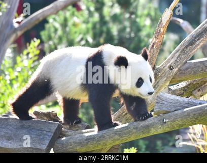 220901 -- BERLIN, 1 septembre 2022 -- le panda géant Meng Xiang est vu au zoo de Berlin à Berlin, capitale de l'Allemagne, le 31 août 2022. Une paire de pandas géants a fêté mercredi leur troisième anniversaire au zoo de Berlin. Ce sont les premiers ours blancs et noirs nés dans le pays. ALLEMAGNE-BERLIN-GÉANT PANDA JUMEAUX-TROISIÈME ANNIVERSAIRE RENXPENGFEI PUBLICATIONXNOTXINXCHN Banque D'Images