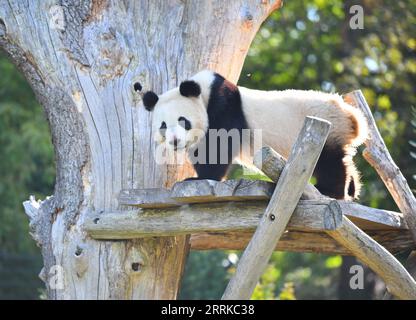 220901 -- BERLIN, 1 septembre 2022 -- le panda géant Meng Yuan est vu au zoo de Berlin à Berlin, capitale de l'Allemagne, le 31 août 2022. Une paire de pandas géants a fêté mercredi leur troisième anniversaire au zoo de Berlin. Ce sont les premiers ours blancs et noirs nés dans le pays. ALLEMAGNE-BERLIN-GÉANT PANDA JUMEAUX-TROISIÈME ANNIVERSAIRE RENXPENGFEI PUBLICATIONXNOTXINXCHN Banque D'Images