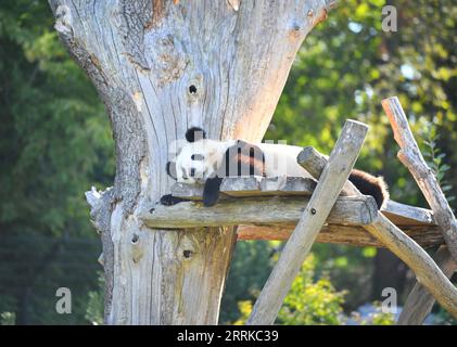 220901 -- BERLIN, 1 septembre 2022 -- le panda géant Meng Yuan est vu au zoo de Berlin à Berlin, capitale de l'Allemagne, le 31 août 2022. Une paire de pandas géants a fêté mercredi leur troisième anniversaire au zoo de Berlin. Ce sont les premiers ours blancs et noirs nés dans le pays. ALLEMAGNE-BERLIN-GÉANT PANDA JUMEAUX-TROISIÈME ANNIVERSAIRE RENXPENGFEI PUBLICATIONXNOTXINXCHN Banque D'Images